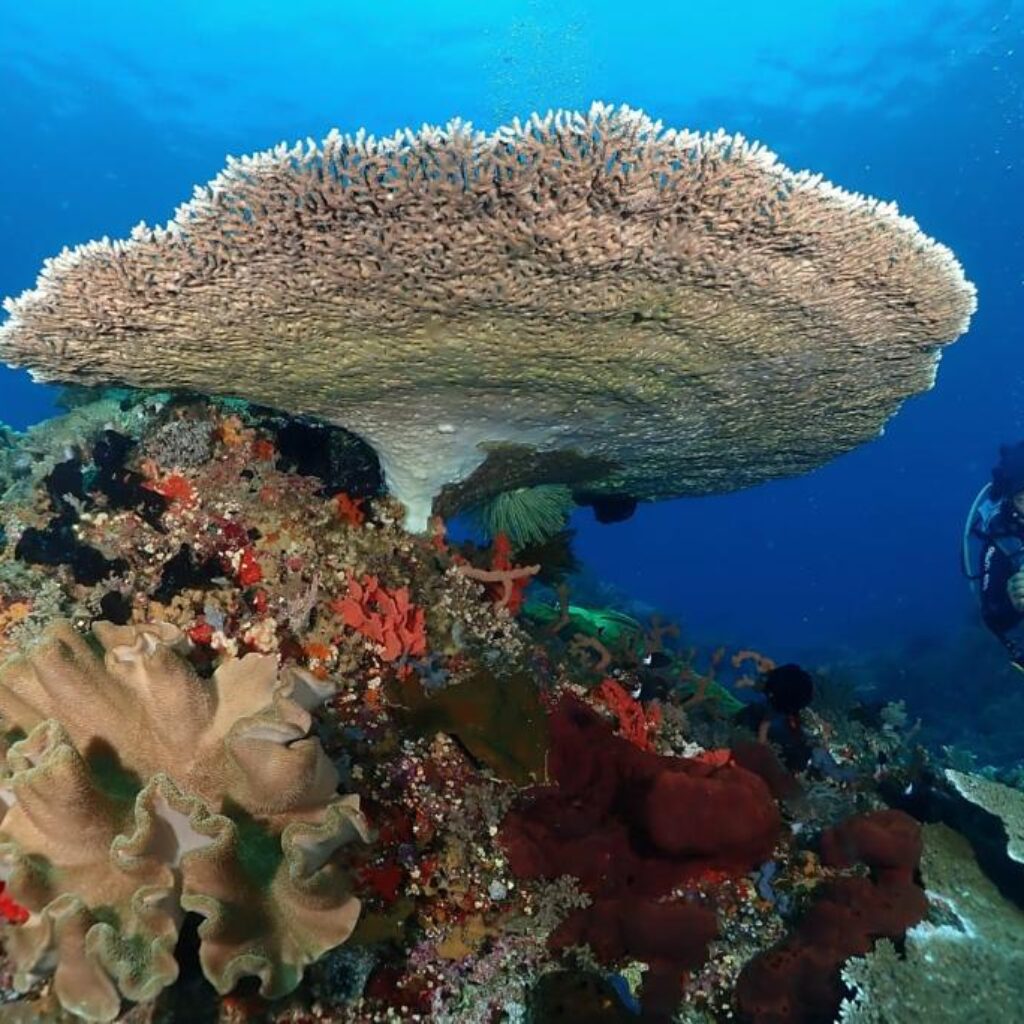 Ketika Para Penyelam Mengakui Boltim Surganya Taman Laut