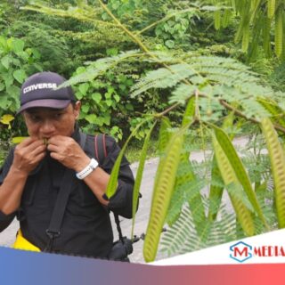 Biji Lamtoro Yang Bisa Jadi Makanan Sehari-Hari dan Laku Dijual