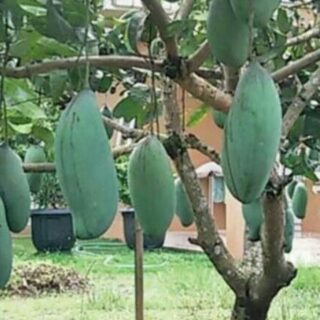 Mangga Golek Kini Laku Dipasaran