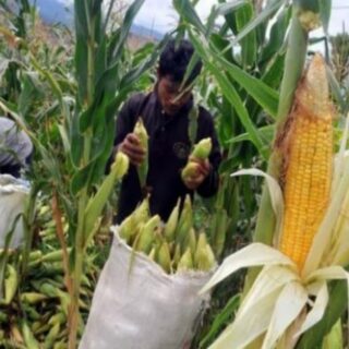 Jagung Masih Jadi Andalan Ekonomi Petani Boltim
