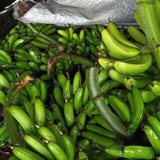 Pisang Goroho Boltim jadi Primadona Warga Manado