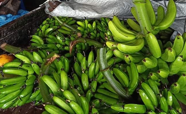 Pisang Goroho/foto ist