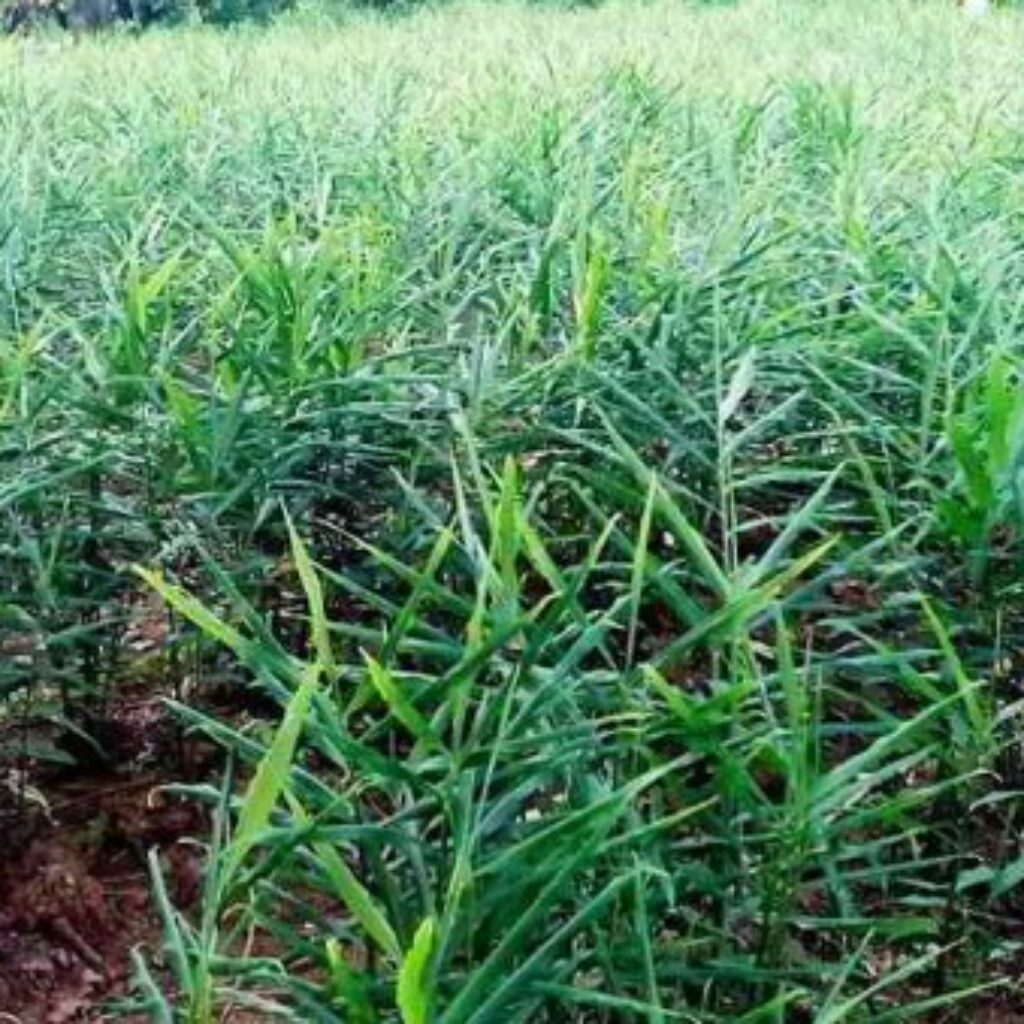 Kecamatan Mooat Penghasil Jahe Merah di Sulut